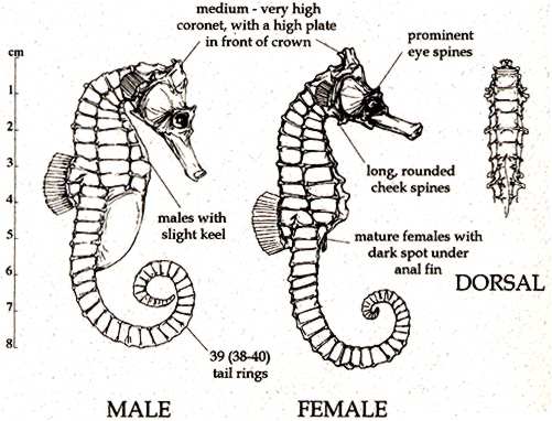 Schematisch overzicht zeepaardje (Lourie et al. 1999)